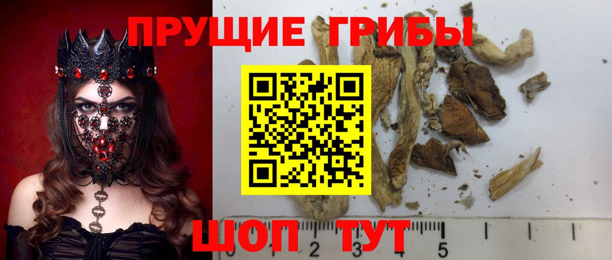 Псилоцибиновые грибы Psilocybe Саяногорск